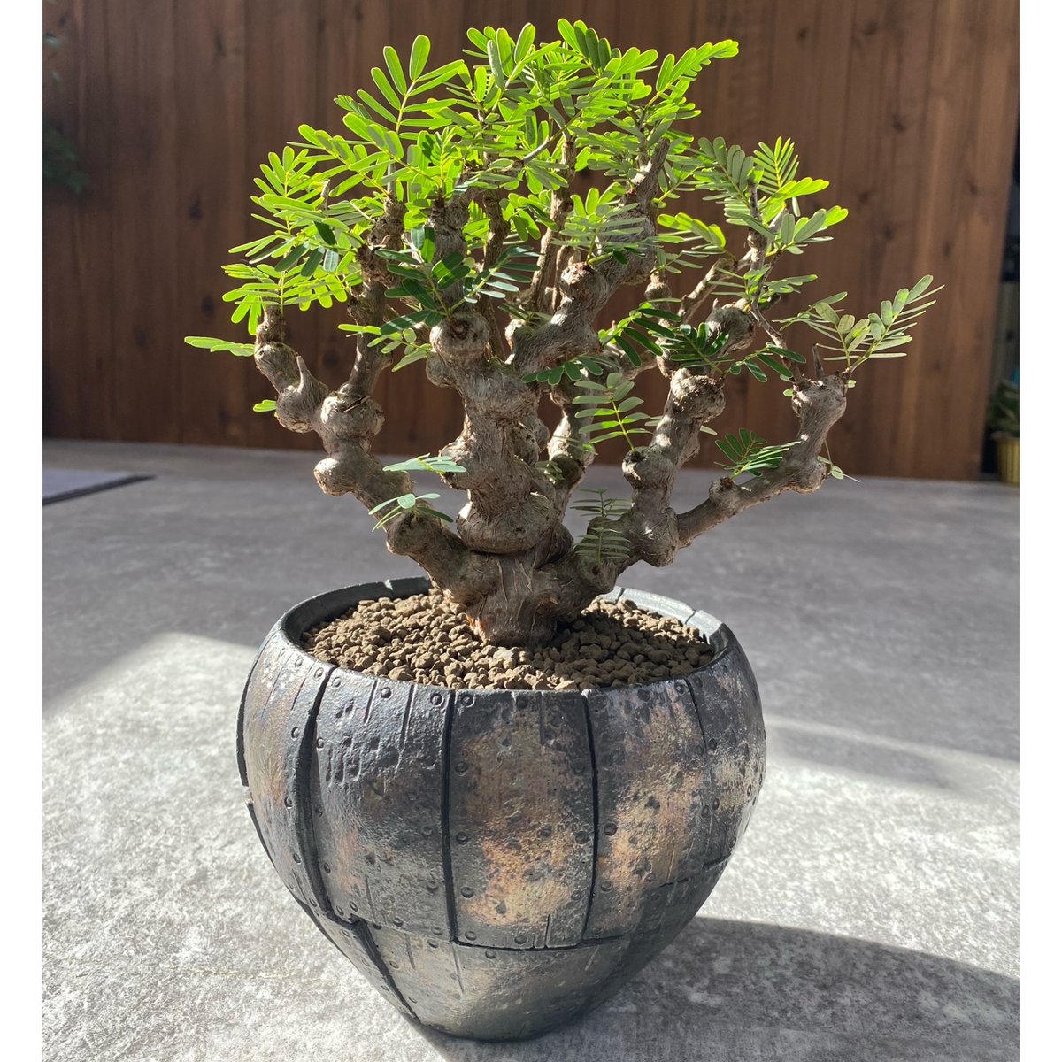 センナ メリディオナリス No.1218 | misomaru_base