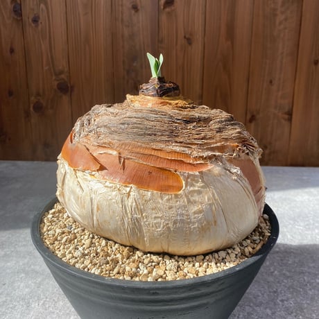 ブーファンハエマンソイデス | STORES