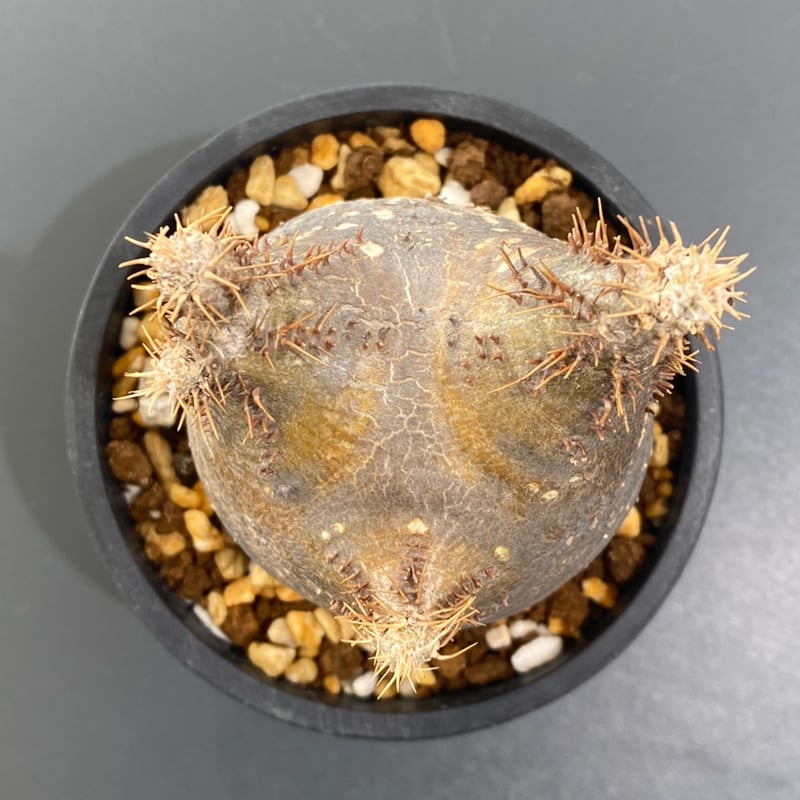 パキポディウム　グラキリス パキポディウム グラキリス L | morikoro plants