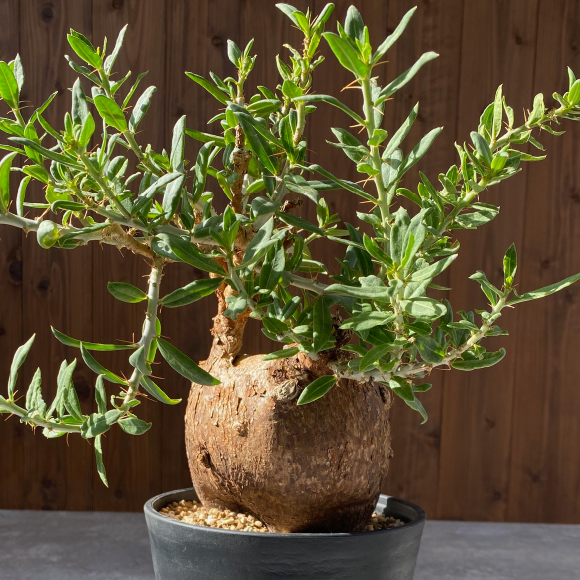 パキポディウム ビスピノーサム No.1492 | misomaru_base