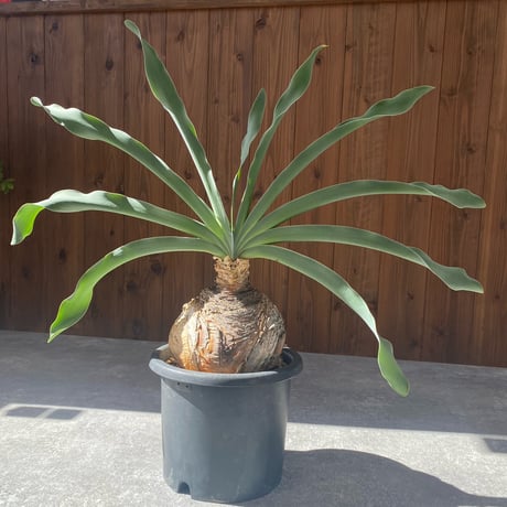 ハエマン | STORES