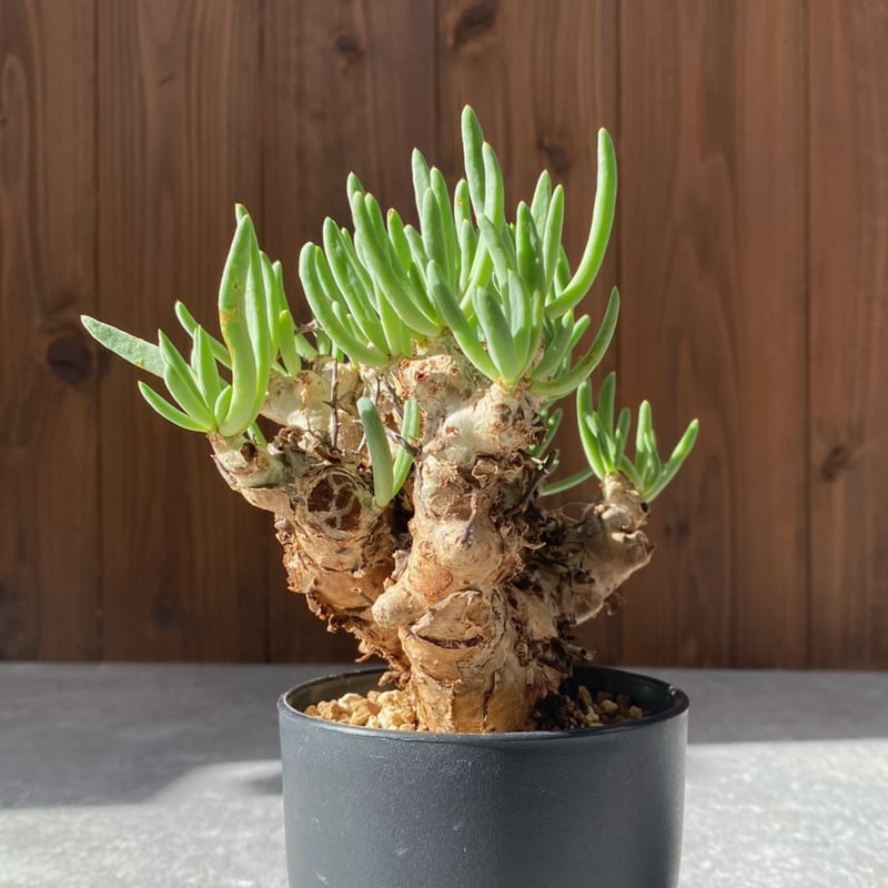 チレコドン レティキュラーツス No.1711 | misomaru_base