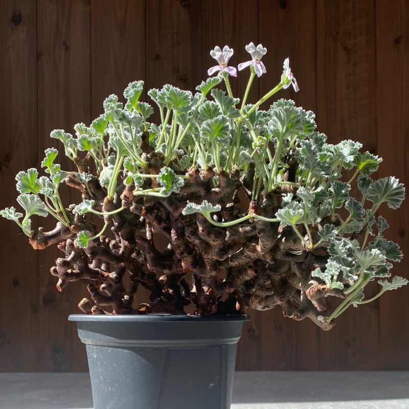 ペラルゴニウム ミラビレ No.26-85 | misomaru_base