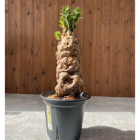 ムランジーナ | STORES