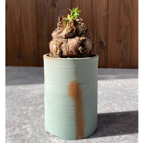 ムランジーナ | STORES