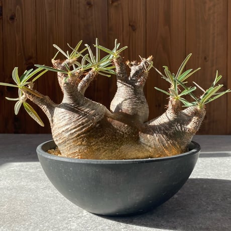 パキポディウムグラキリス | STORES