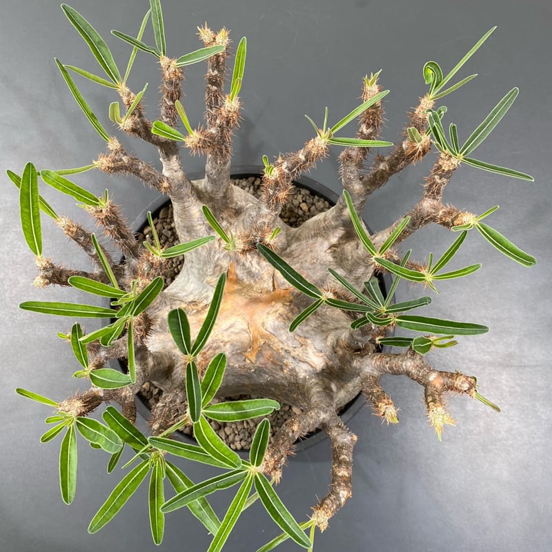 パキポディウムグラキリス パキポディウム グラキリス No.213 | misomaru_base