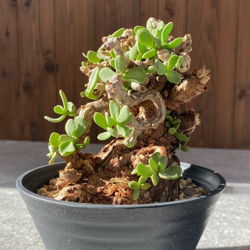 ケラリア※ピグマエア ケラリア ピグマエア No.1694 | misomaru_base