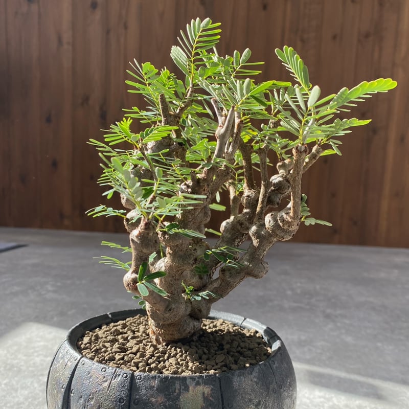 センナ メリディオナリス No.1218 | misomaru_base