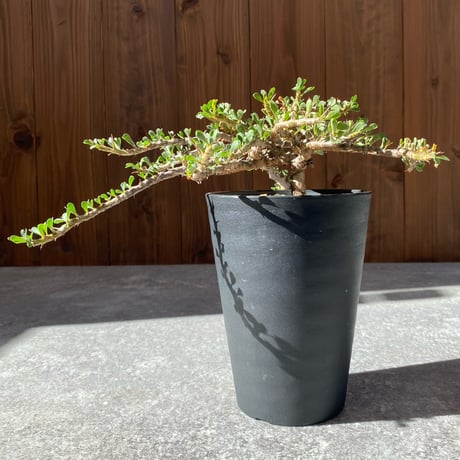 サルコカウロンバンデリエティアエ | STORES