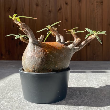 パキポディウムグラキリス | STORES