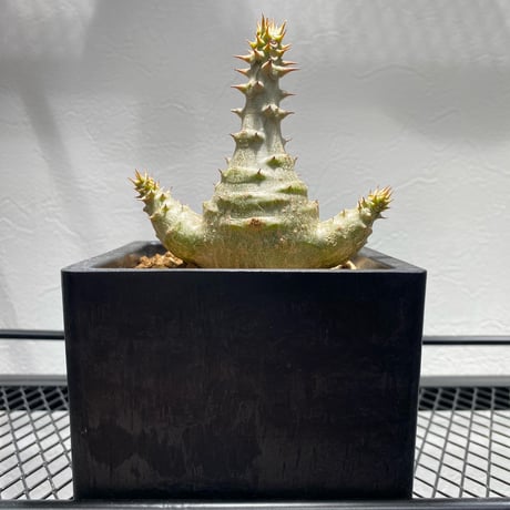 パキポディウムウィンゾリー | STORES