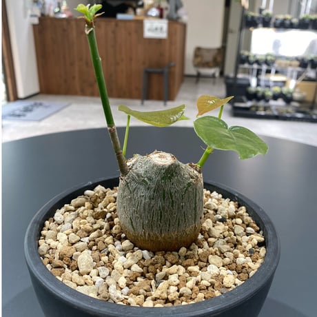 ボンバックスプセウドボンバックス エリプティクムコーデックス塊根植物