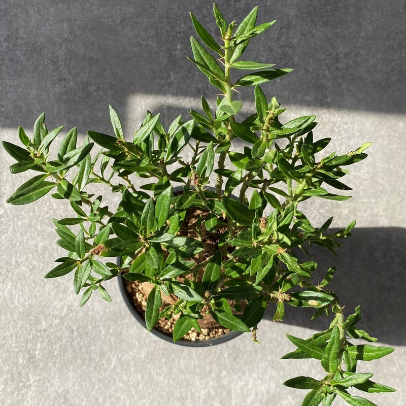 パキポディウム ビスピノーサム No.1523 | misomaru_base