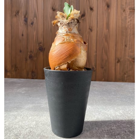 ブーファンハエマンソイデス | STORES