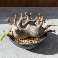 パキポディウム グラキリス  No.600
