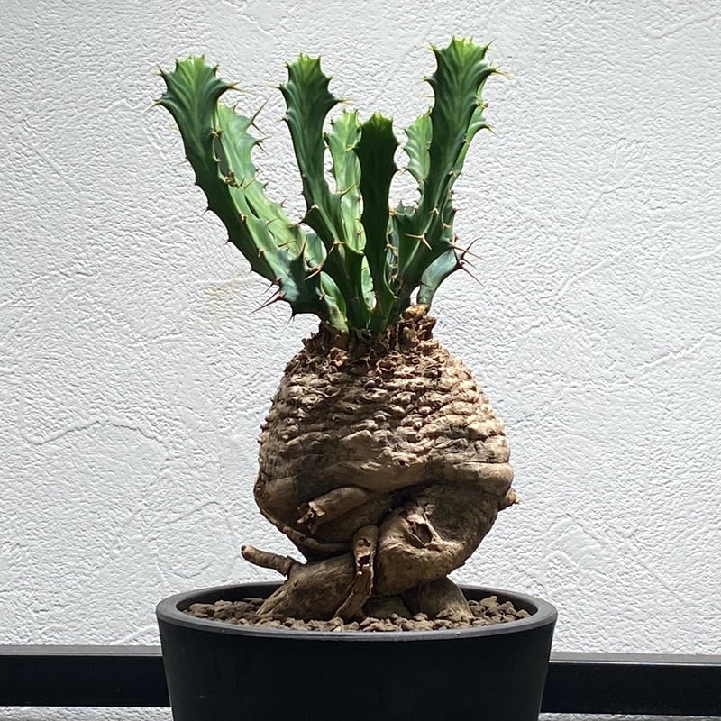 ユーフォルビアクラビゲラ No.1142 | misomaru_base