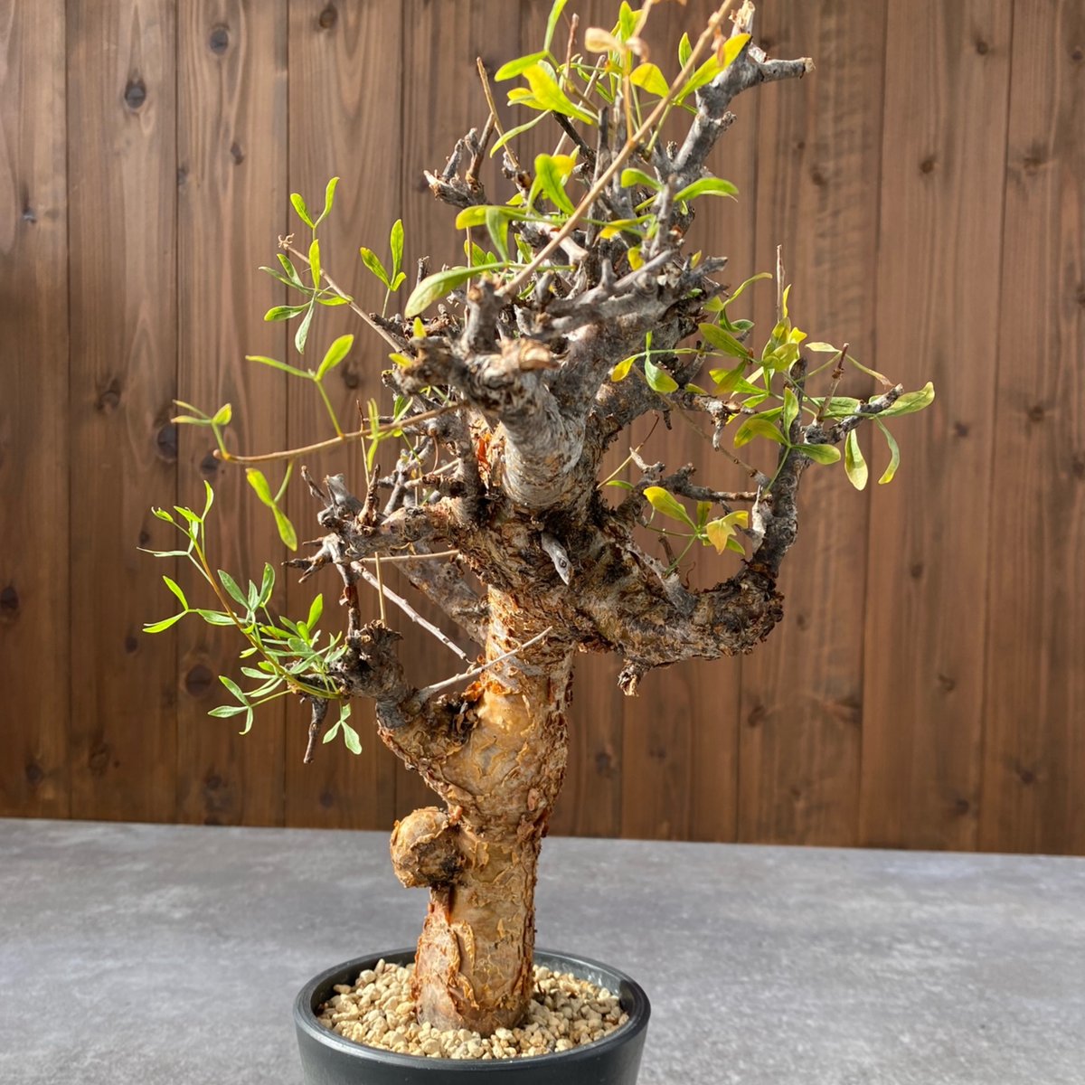 コミフォラ フォリアセア No.1459 | misomaru_base