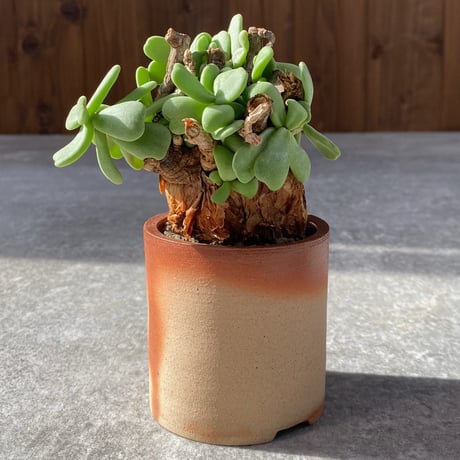 ピグマエア | STORES