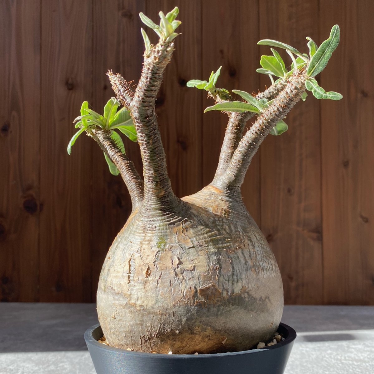 パキポディウム グラキリス No.1550 | misomaru_base