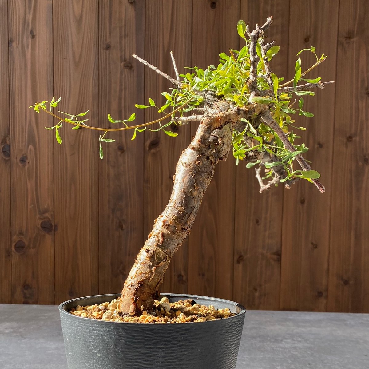 コミフォラ　フォリアセア　激レア植物　香木　灌木　現地球　発根済み コミフォラ フォリアセア 激レア植物 香木 灌木 現地球 発根済み