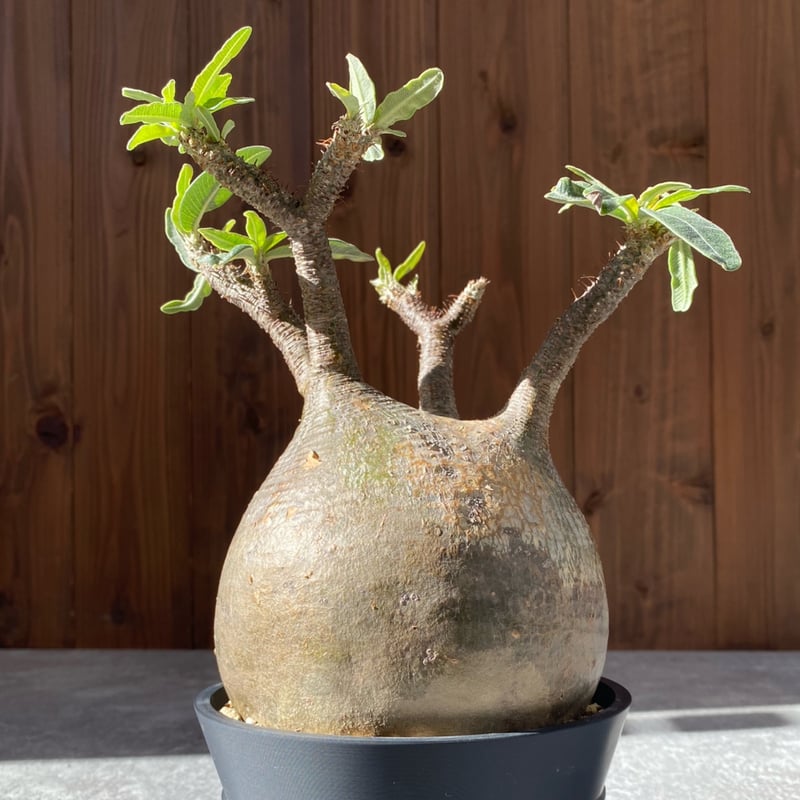 パキポディウム グラキリス No.1550 | misomaru_base