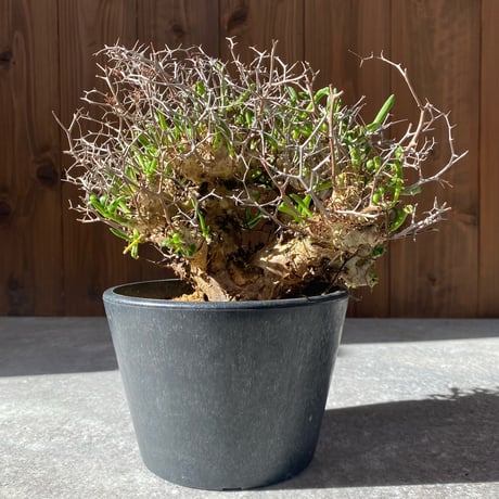 チレコドンレティキュラーツス | STORES