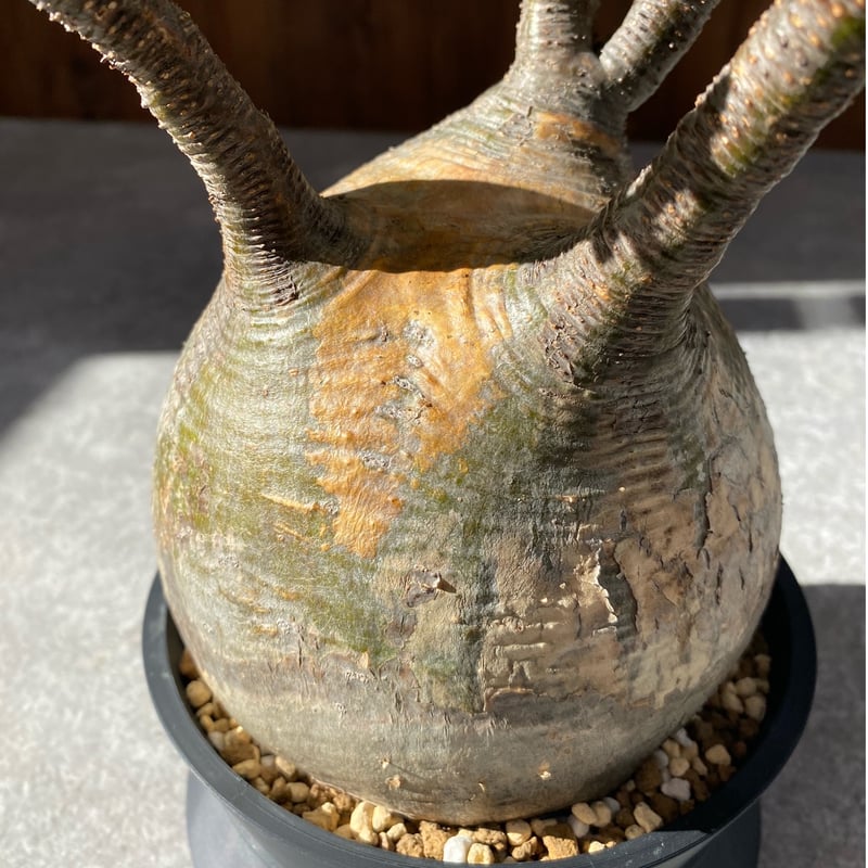 パキポディウム グラキリス No.1550 | misomaru_base