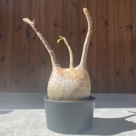 グラキリス | STORES