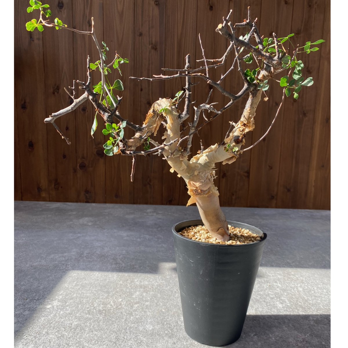 コミフォラ カタフ ピュア No.1418 | misomaru_base