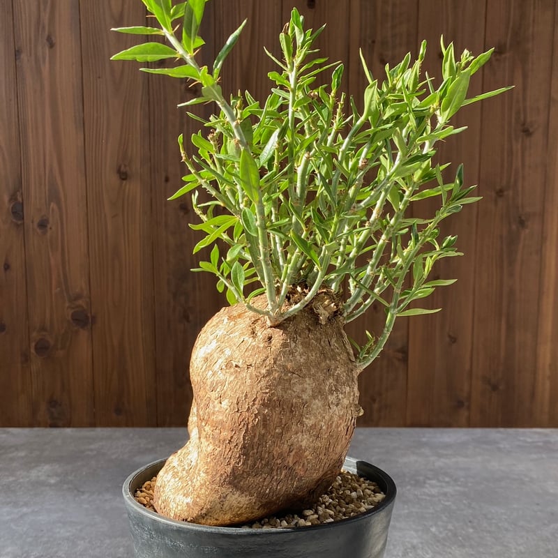 パキポディウム ビスピノーサム No.1523 | misomaru_base