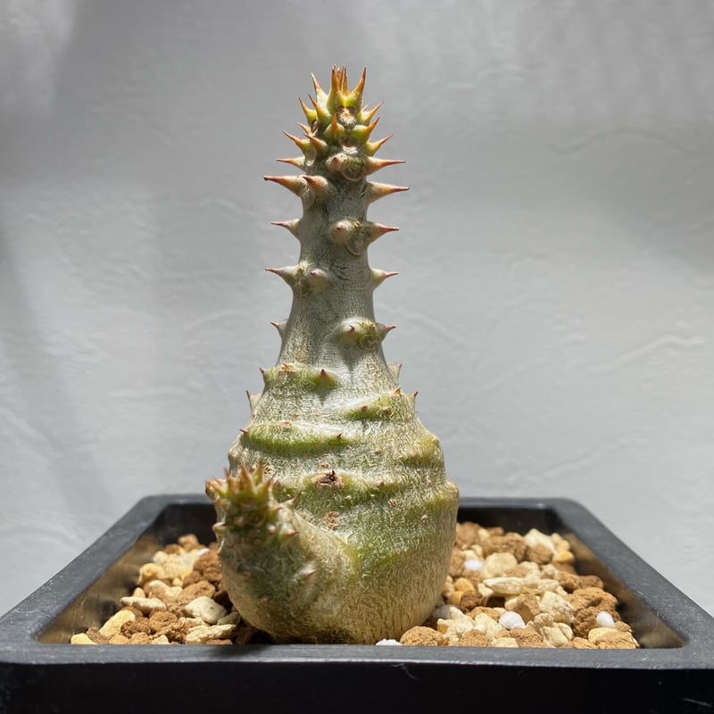 パキポディウム ウィンゾリー No.1268 | misomaru_base