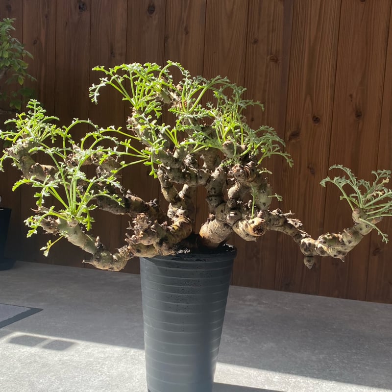 ペラルゴニウム クリズミフォリウム No.26-48 | misomaru_base