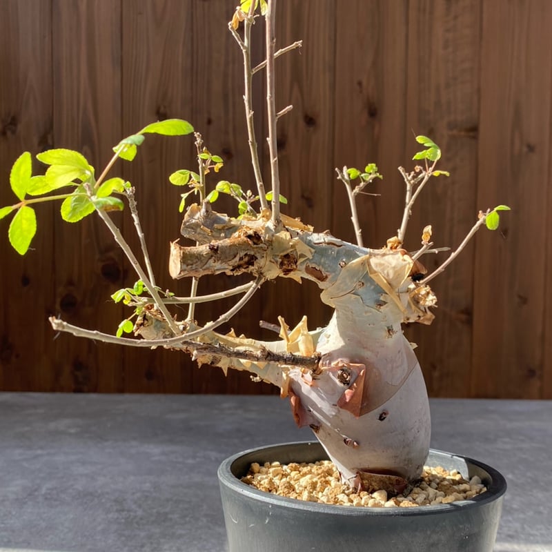 コミフォラ カタフ ターカネンシス No.1308 | misomaru_base