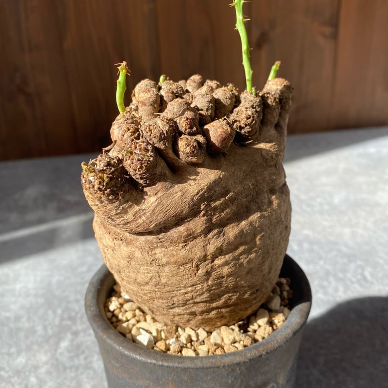 ユーフォルビア デシドゥア No.26-24 | misomaru_base