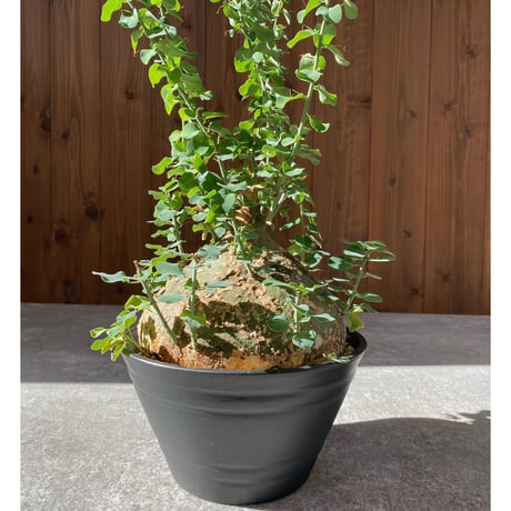 アデニアスピノーサ | STORES