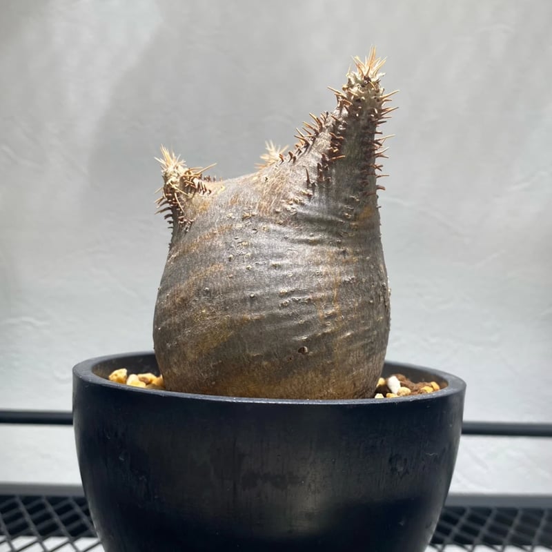 MOCMOC パキポディウム グラキリス　木製　枯れないグラキリス パキポディウム グラキリス No.403 | misomaru_base