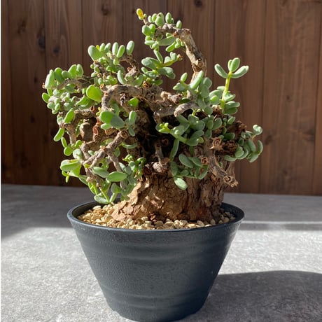 ケラリアピグマエア | STORES