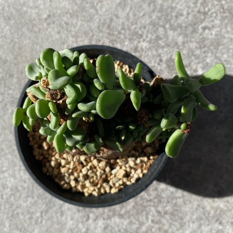 ケラリア ピグマエア No.1694 | misomaru_base