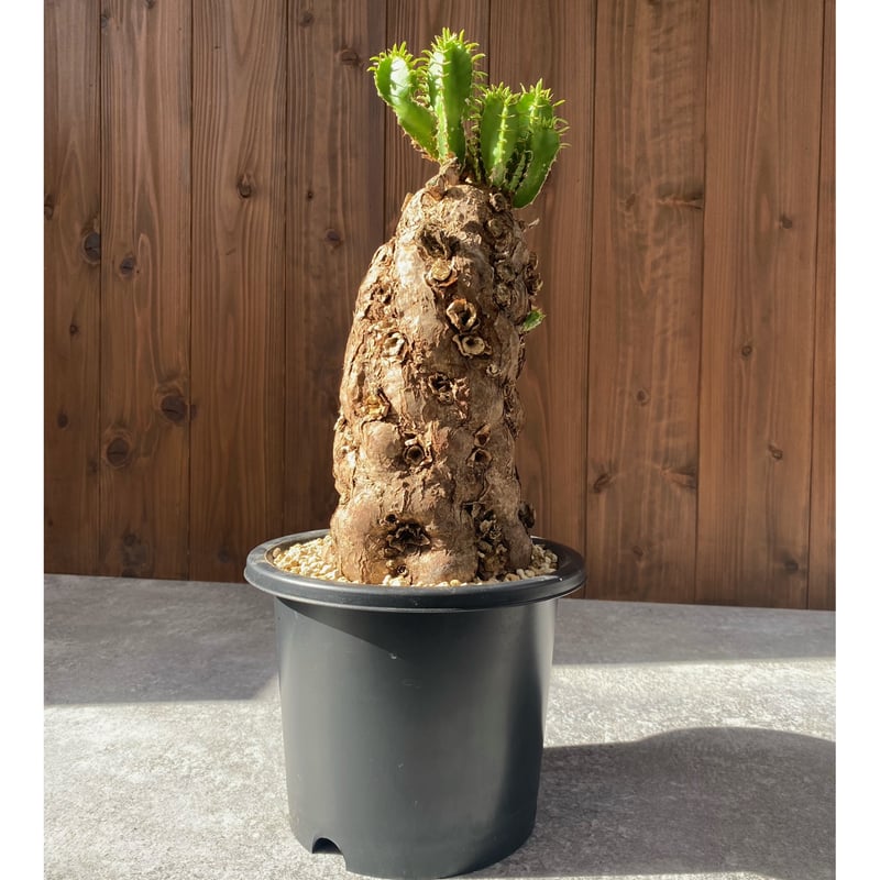 ユーフォルビア ムランジーナ No.26-10 | misomaru_base