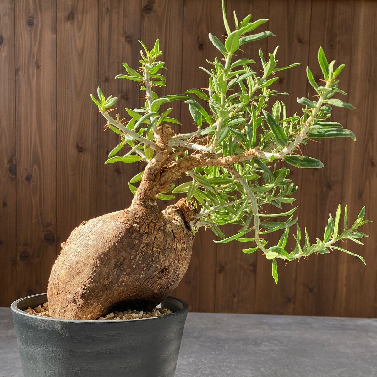 パキポディウム ビスピノーサム No.1492 | misomaru_base