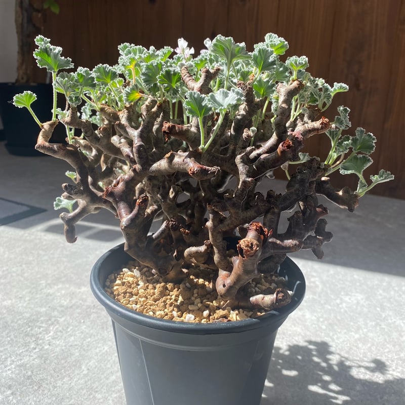 ペラルゴニウム ミラビレ No.26-85 | misomaru_base