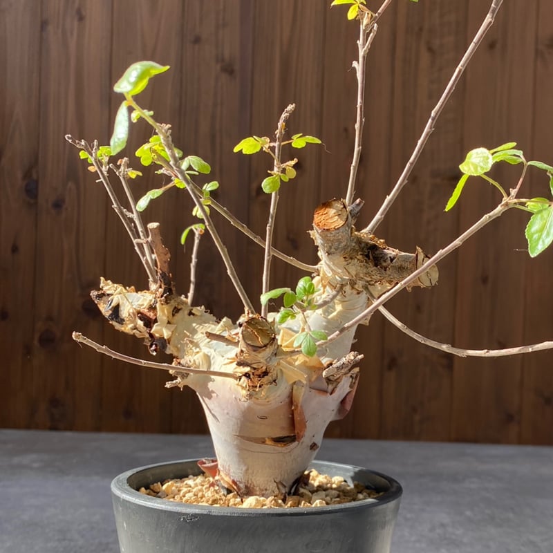 コミフォラ カタフ ターカネンシス No.1308 | misomaru_base