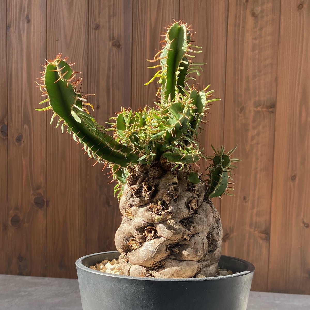 ユーフォルビア　ムランジーナ ユーフォルビア ムランジーナ No.26-21 | misomaru_base