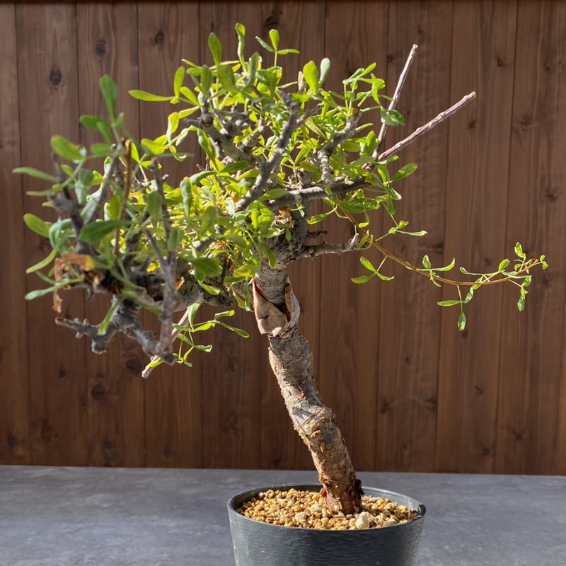 コミフォラ フォリアセア No.1395 | misomaru_base