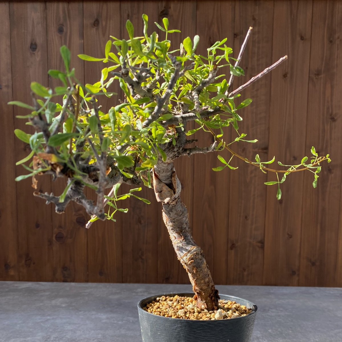 コミフォラ フォリアセア No.1395 | misomaru_base