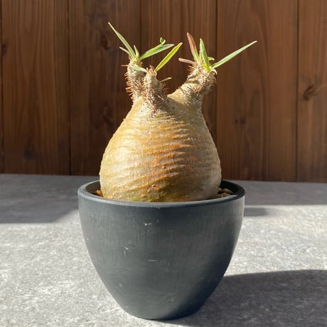 グラキリス | STORES