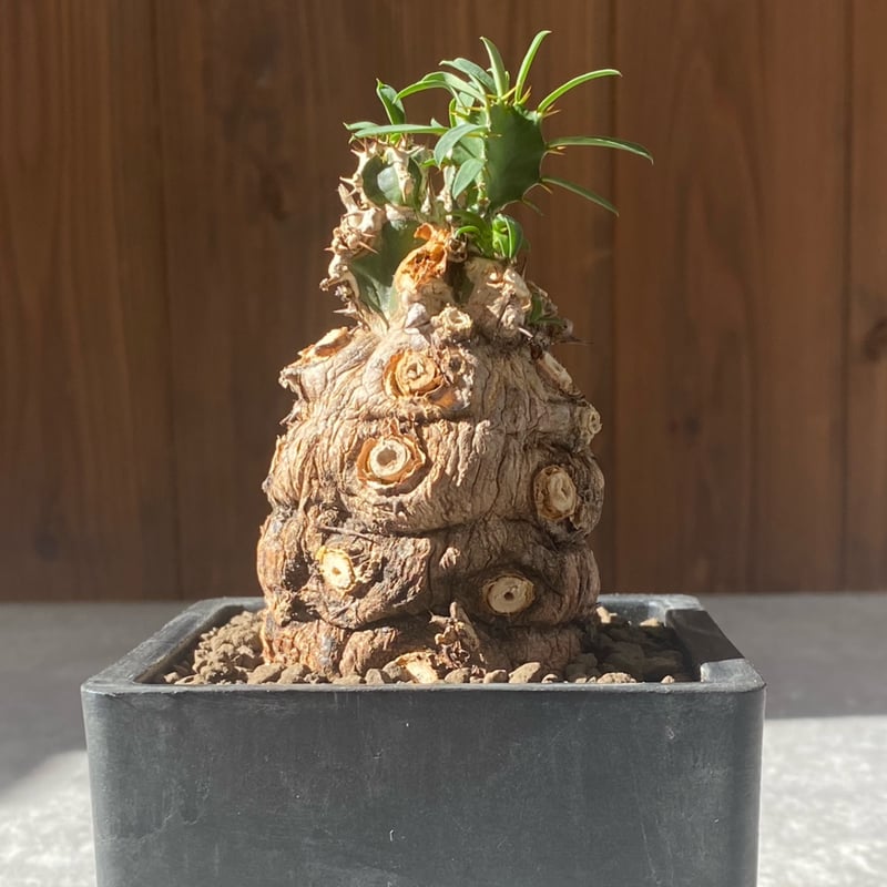 ユーフォルビア ムランジーナ ユーフォルビア・ムランジーナ | Sun・Shepherd