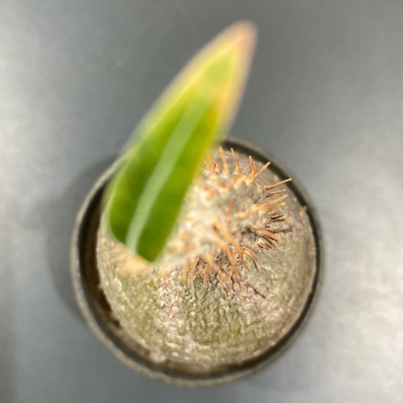 パキポディウム グラキリス No.423 | misomaru_base