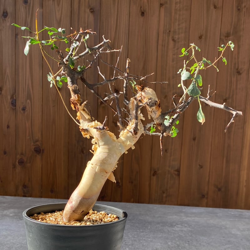 コミフォラ カタフ ピュア No.1418 | misomaru_base